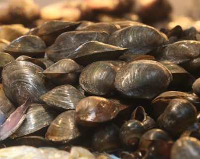 Marea Roja: Maga declara veda temporal para la pesca de mejillones, conchas, ostras y almejas en todo el Pacífico del país