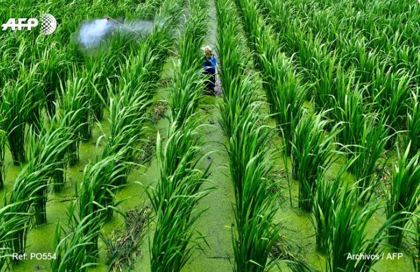 Cultivo de arroz. (Foto: AFP)
