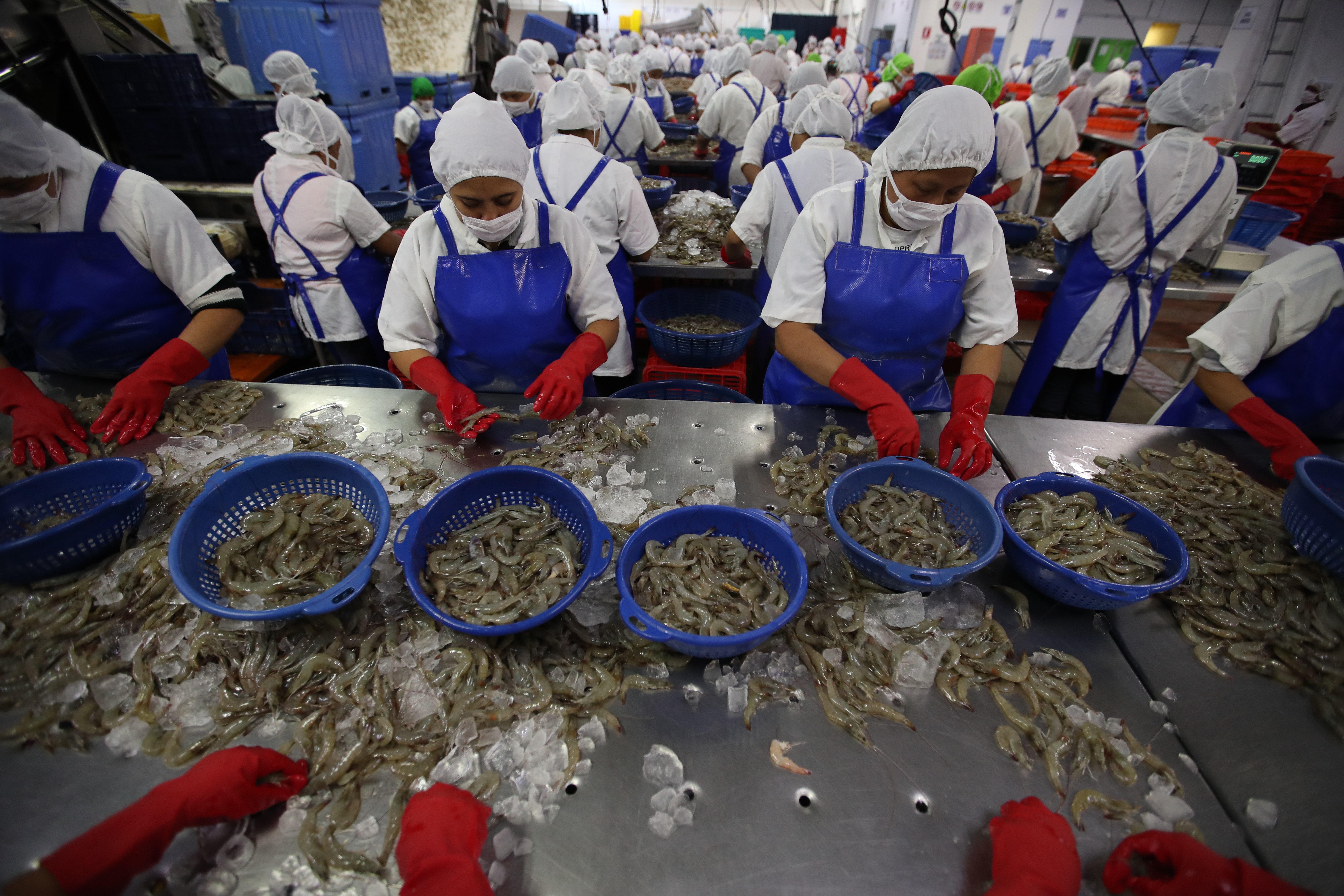La producción de camarón en Guatemala, aparte de tecnología logró valor agregado para ofertar a diferentes mercados. (Foto, Prensa Libre: Hemeroteca PL).