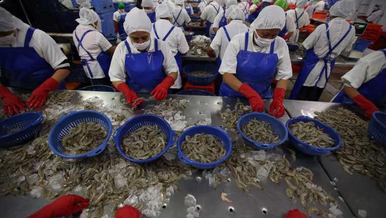 La producción de camarón en Guatemala, aparte de tecnología logró valor agregado para ofertar a diferentes mercados. (Foto, Prensa Libre: Hemeroteca PL).