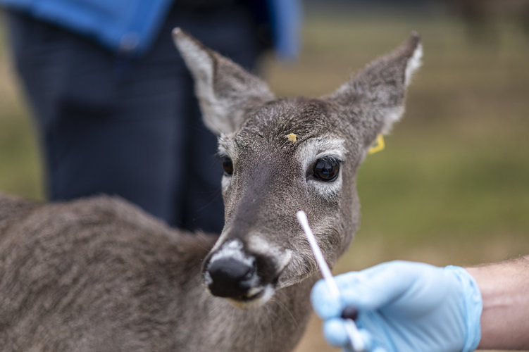 Un investigador trata de obtener una muestra con un hisopo de un venado de cola blanca en el centro de vida silvestre de la Universidad de Texas A&M en College Station, Texas, el 2 de febrero de 2022. (Foto Prensa Libre: Sergio Flores/The New York Times)