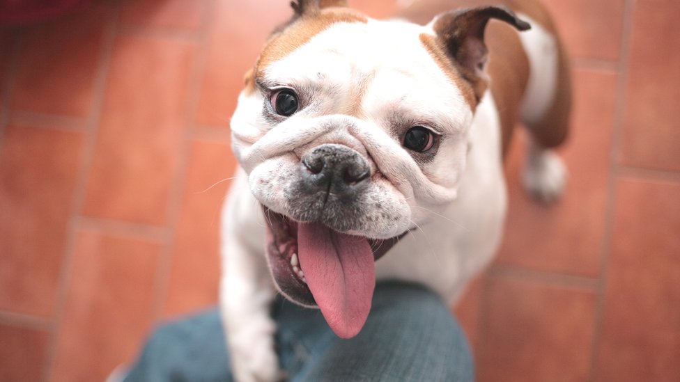 “No compres un bulldog hasta que la raza haya cambiado de forma”, suplican los veterinarios
