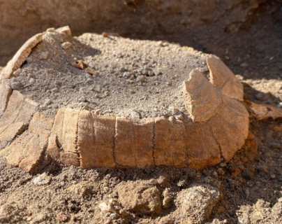 El sorprendente hallazgo de una tortuga embarazada en las ruinas de Pompeya