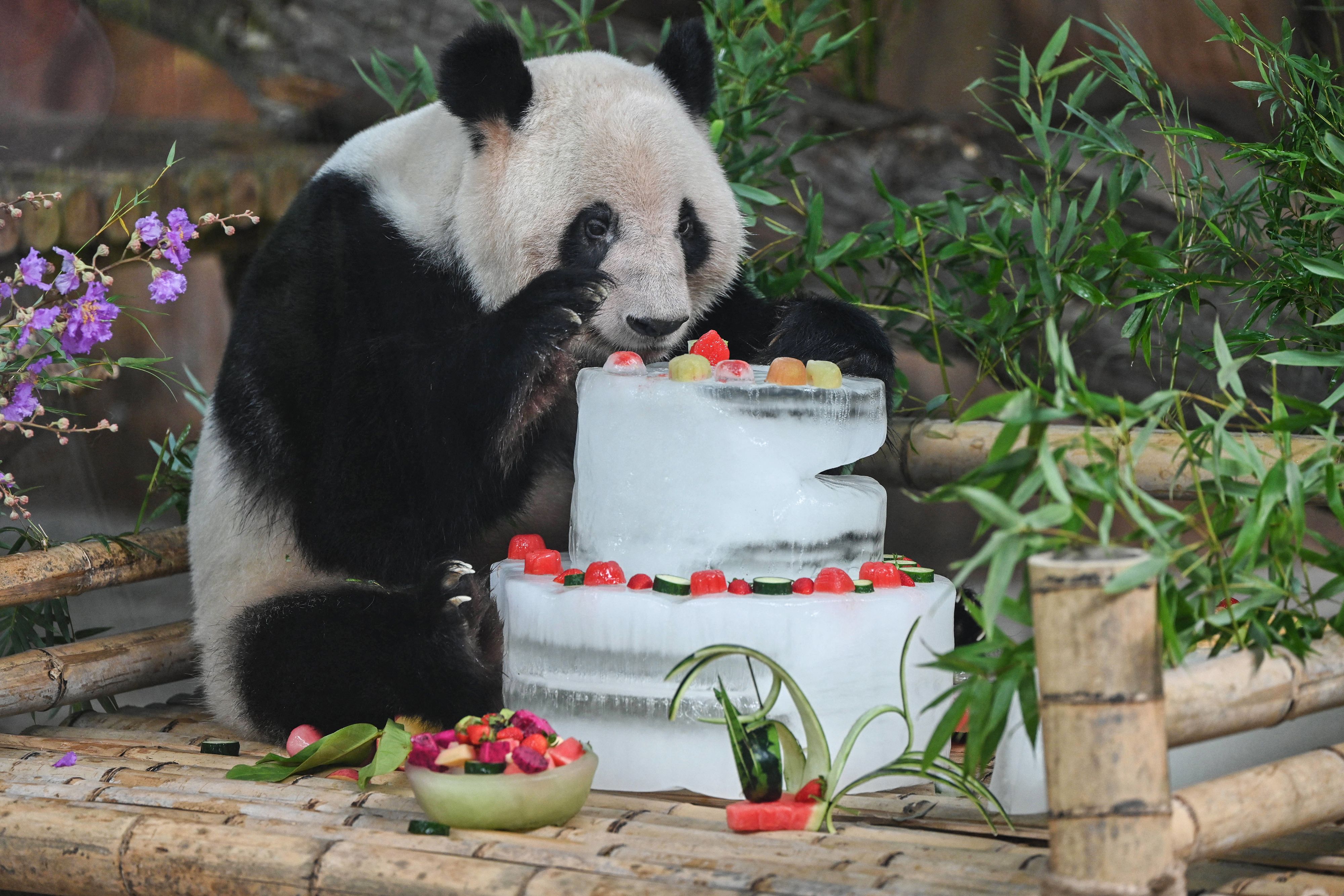 This photo taken on June 27, 2022 shows a panda enjoying a cake made with ice during its birthday at a zoo in Nanning, in China's southern Guangxi region. (Photo by AFP) / China OUT