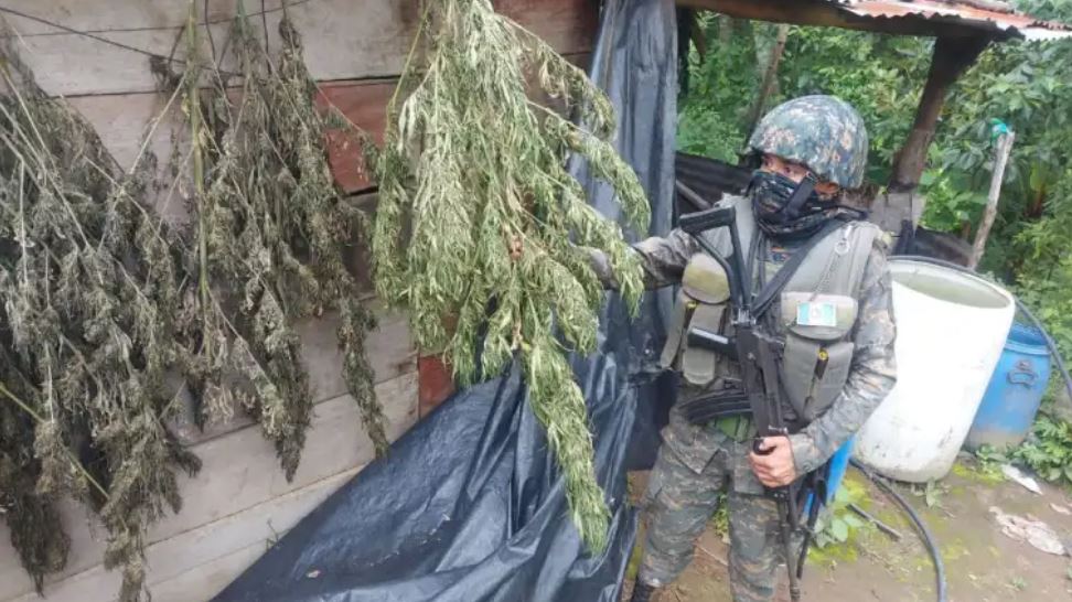 Un soldado en una de las áreas donde se localizó una plantación de marihuana en el área de Tajumulco e Ixchigúan, San Marcos, donde hay un estado de Sitio. (Foto Prensa Libre: Ejército de Guatemala) 
