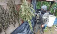 Un soldado en una de las áreas donde se localizó una plantación de marihuana en el área de Tajumulco e Ixchigúan, San Marcos, donde hay un estado de Sitio. (Foto Prensa Libre: Ejército de Guatemala)
