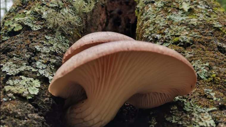Gran variedad de hongos crece durante la temporada de lluvia, pero algunas especies son venenosas. (Foto Prensa Libre: César Pérez Marroquín)