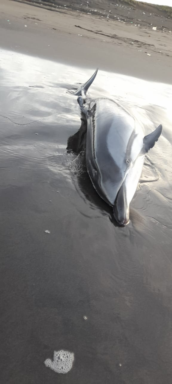 Delfin Muerto