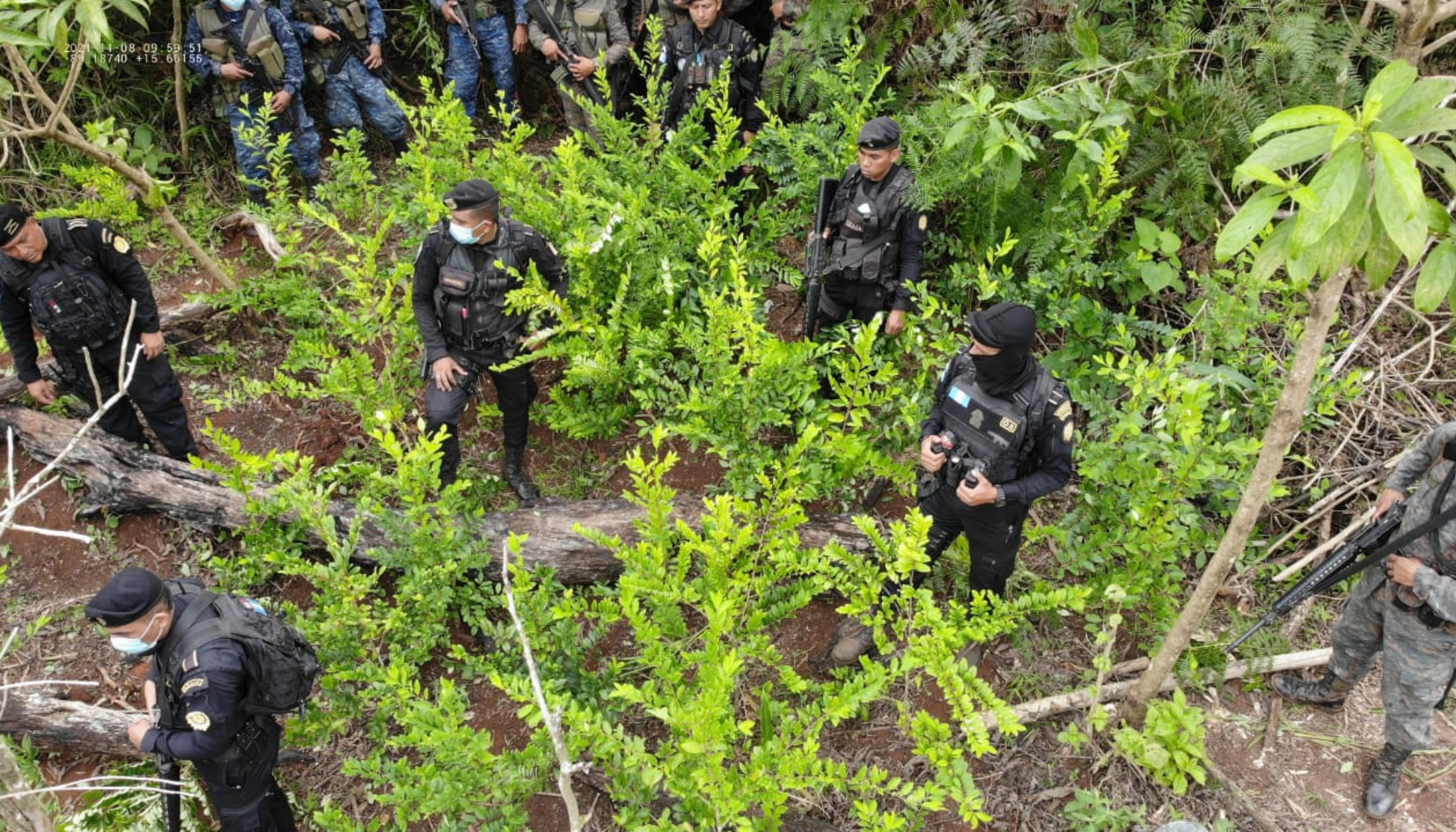 Policías antinarcóticos de la Policía Nacional Civil, en coordinación con elementos del Ejército, erradican 2 mil 977 metros cuadrados de matas de coca en tres campos ubicados en aldea El Bongo, El Estor, Izabal. Foto PNC.