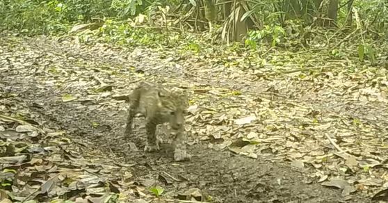 Un video muestra a un enorme jaguar acompañado de su cachorro paseando por el Mirador Río Azul de Guatemala. (Foto Prensa Libre: Facebook/WCS)