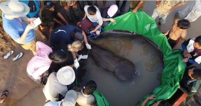 La raya gigante de agua dulce es una especie en peligro de extinción. (Foto Prensa Libre: BBC/WONDERS OF THE MEKONG)