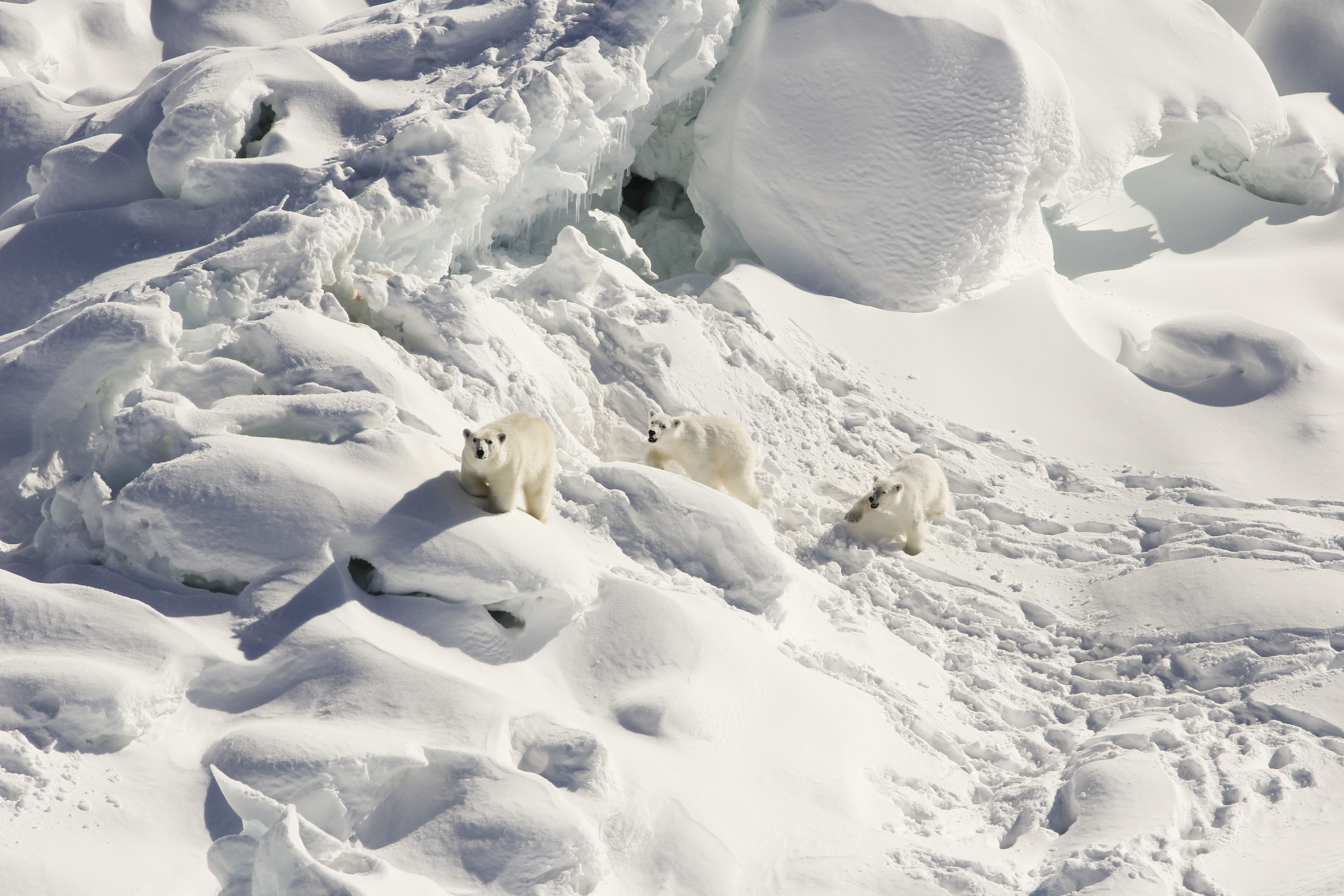 Una hembra adulta de oso polar, a la izquierda, y a sus cachorros de un año cruzando un glaciar de agua dulce en el sureste de Groenlandia en marzo de 2015. (Foto Prensa Libre: Kristin Laidre/Universidad de Washington vía The New York Times)