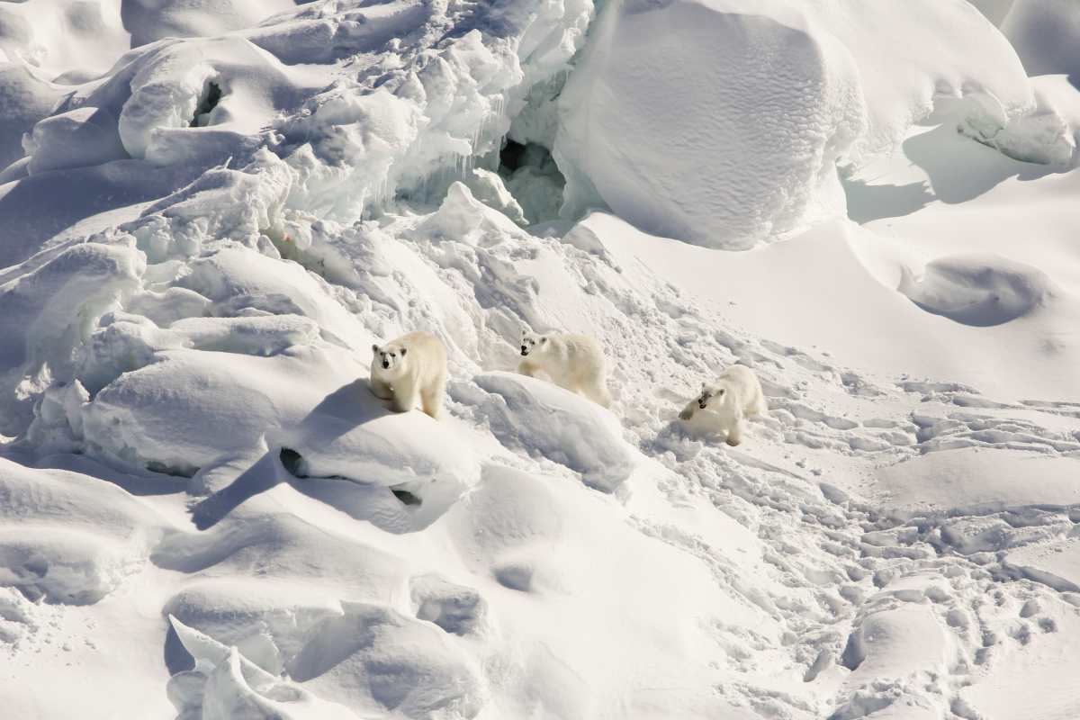 Los osos polares que pueden sobrevivir con menos hielo marino
