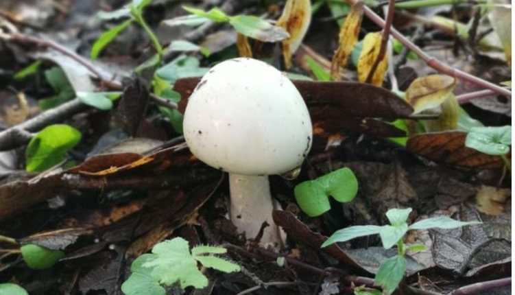 Experto afirma que, como regla general, los hongos que son completamente blancos podrían ser altamente venenosos. (Foto: Ministerio de Salud)