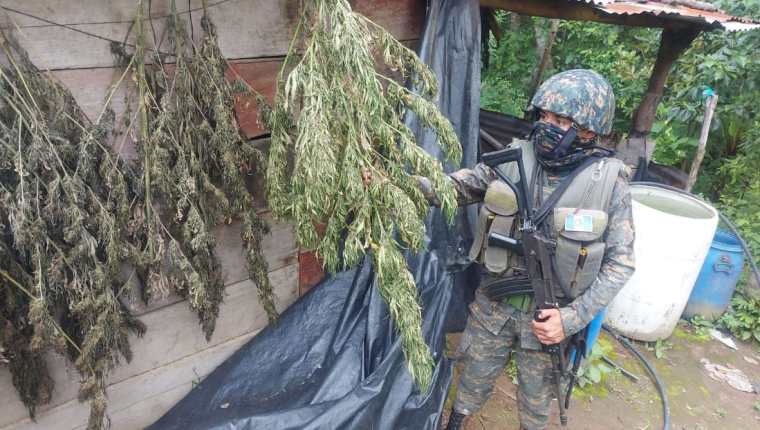 Un soldado en una de las áreas donde se localizó una plantación de marihuana en el área de Tajumulco e Ixchigúan, San Marcos, donde hay un estado de Sitio. (Foto Prensa Libre: Ejército de Guatemala)