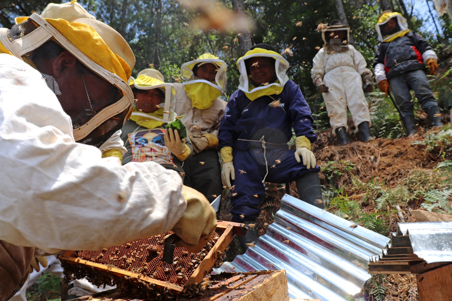 Un proyecto de USAID en el que apoya a apicultores del altiplano guatemalteco. (Foto: Usaid)