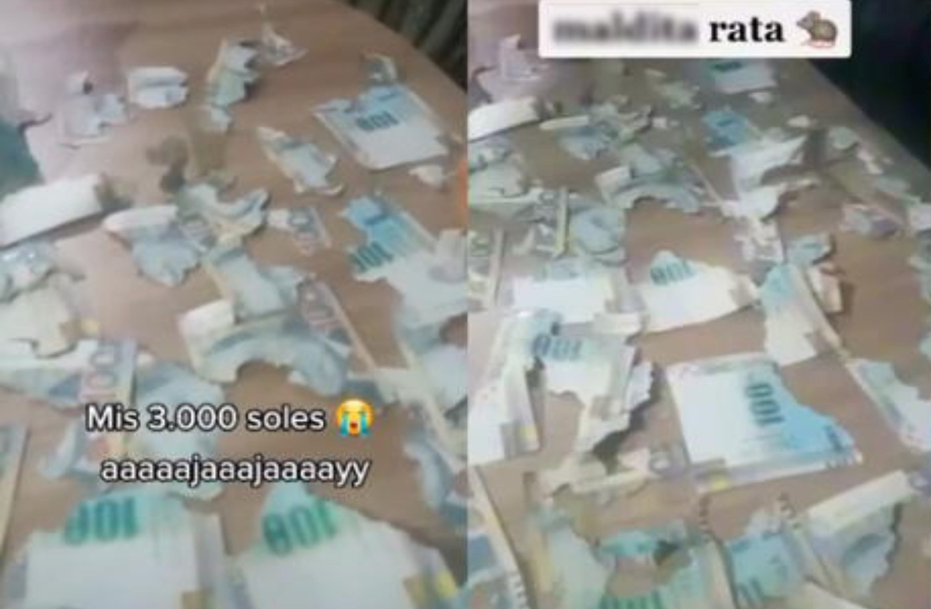 Una peruana colgó en Tik Tok un vídeo en donde explica que una rata destruyó 3 mil soles (US$808 dólares) que había guardado en su casa. Captura pantalla Tik Tok.