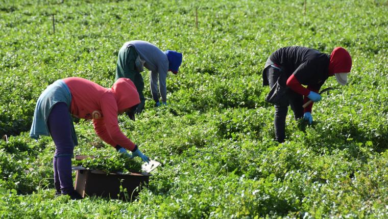Trabajadores extranjeros, incluyendo guatemaltecos, trabajan en diversos campos de cultivos en Estados Unidos y Canadá. Otros se desempeñan en puestos técnicos. (Foto, Prensa Libre: Hemeroteca PL).