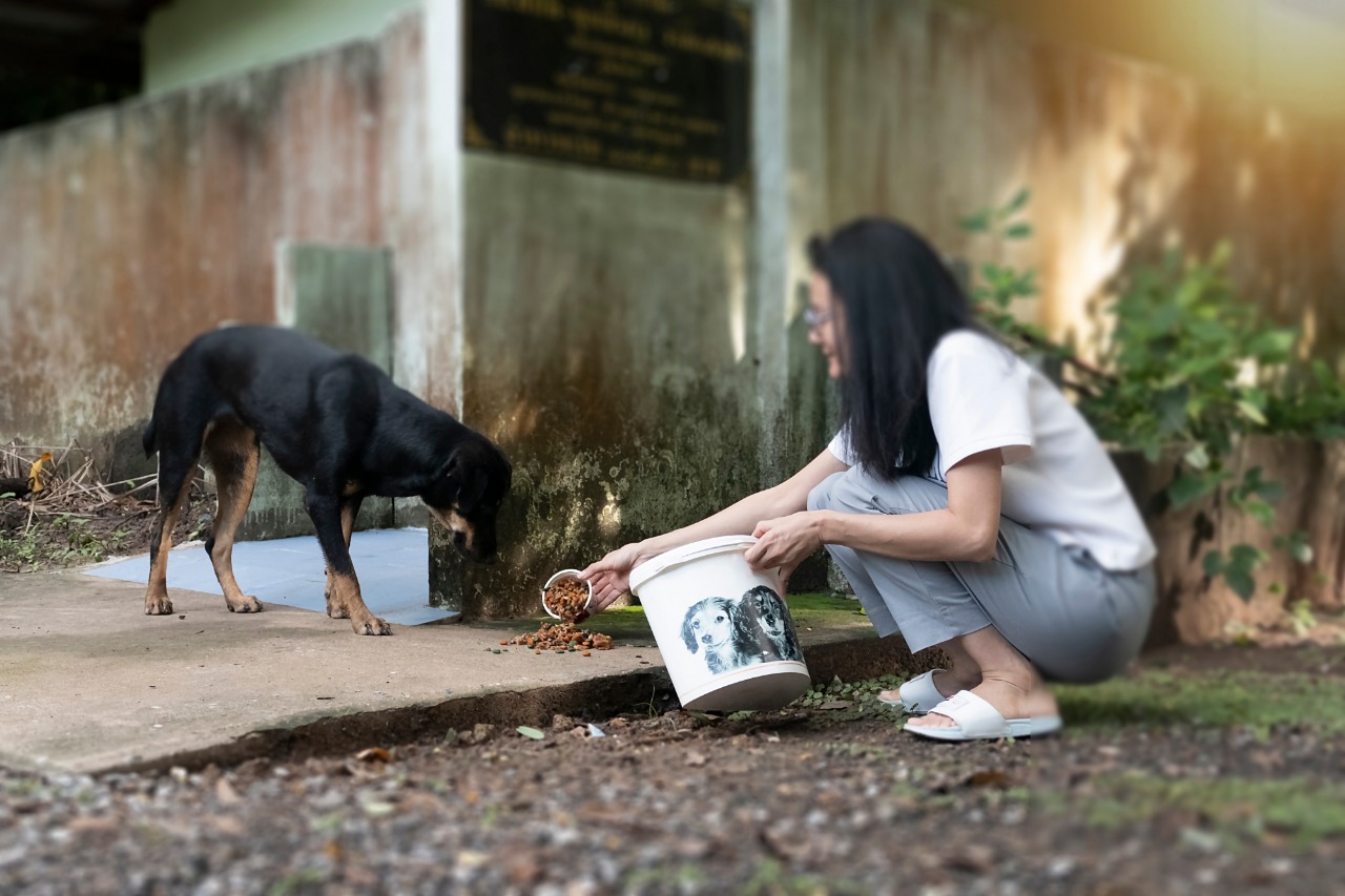 Personas que sienten empatía por animales que viven en la calle, abandonados, enfermos o maltratados los rescatan, rehabilitan y dan en adopción a familias responsables que les dan el hogar que nunca tuvieron. (Foto Prensa Libre, Shutterstock)