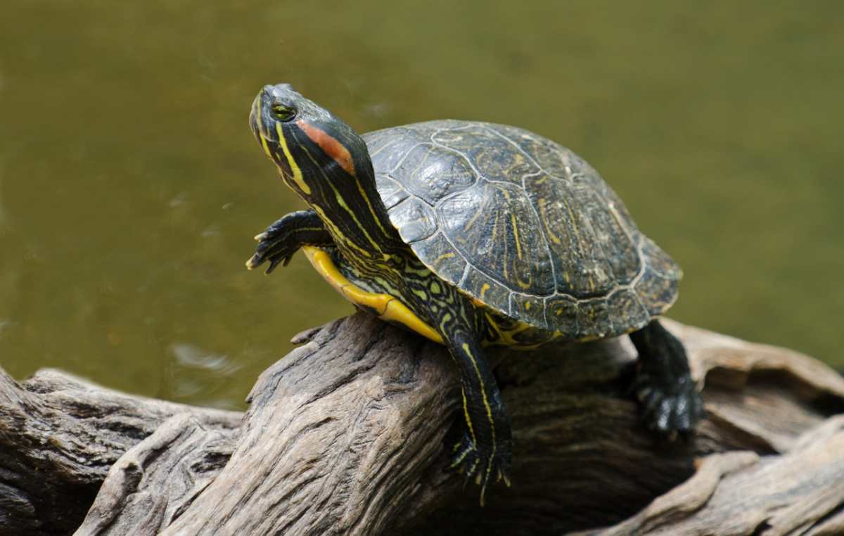 Siete datos sobre cuidados de tortugas como mascotas