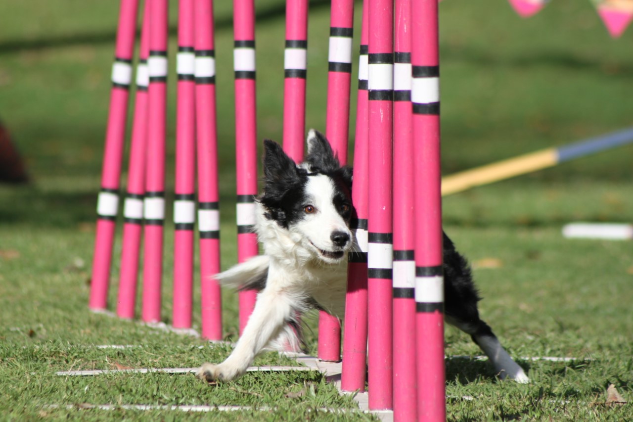 Los perros pueden ser entrenados para participar en competencias deportivas donde demuestran sus habilidades en diversas disciplinas, como la de agilidad. (Foto Prensa Libre, cortesía de Steven Vivar)