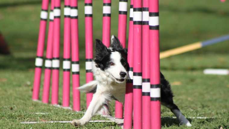 Los perros pueden ser entrenados para participar en competencias deportivas donde demuestran sus habilidades en diversas disciplinas, como la de agilidad. (Foto Prensa Libre, cortesía de Steven Vivar)