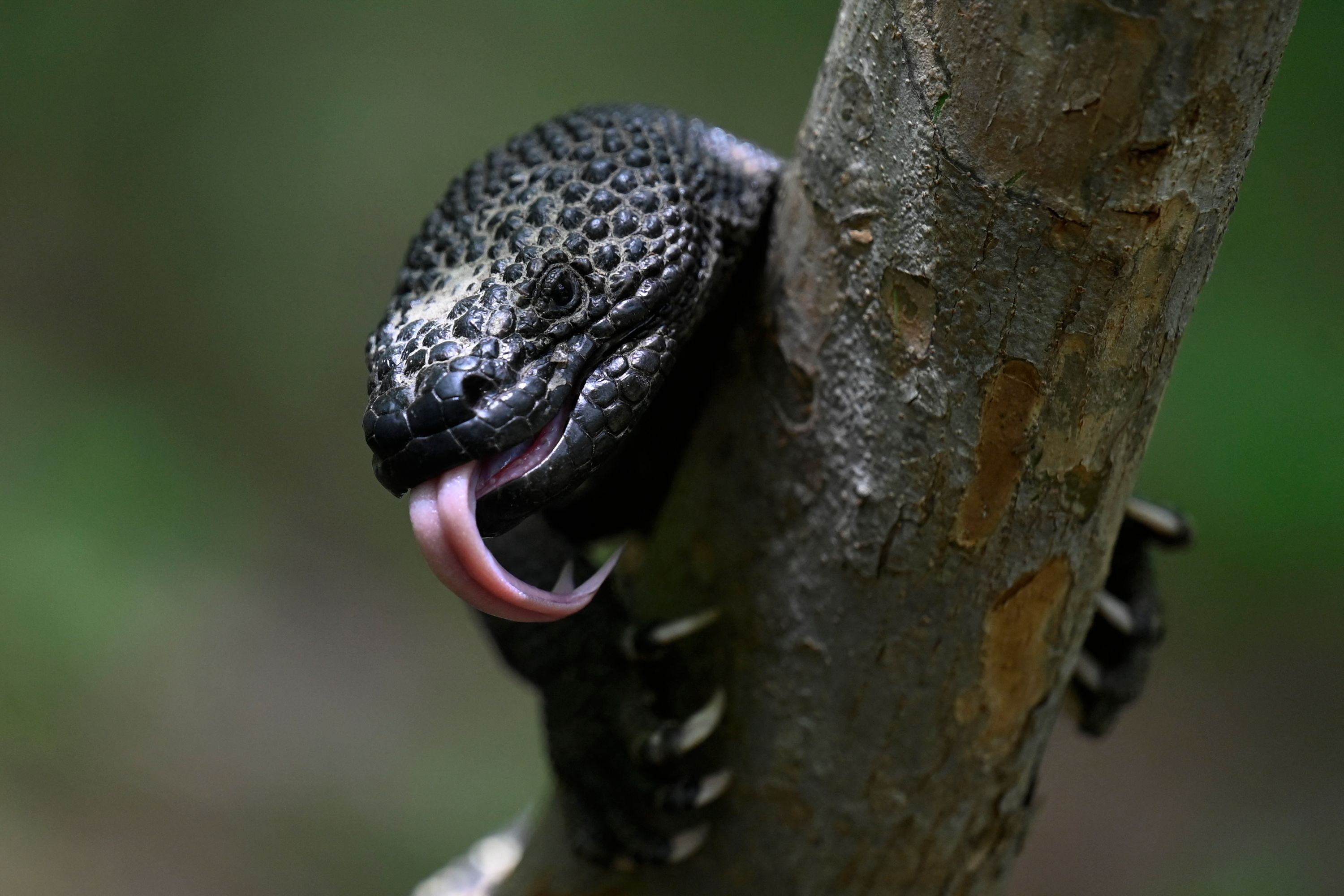 Un heloderma (Horridum harlesborgerti), un lagarto endémico en peligro de extinción es visto en el Parque Regional Municipal "Niño Dormido" en Cabañas, Zacapa. Foto Prensa Libre: AFP)