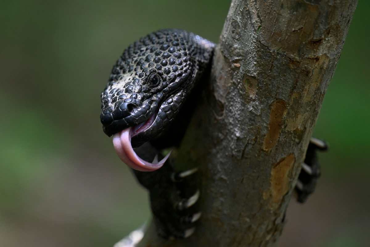 Niño Dormido, el lagarto venenoso que está al borde de la extinción y que Guatemala intenta salvar porque solo hay 600 ejemplares
