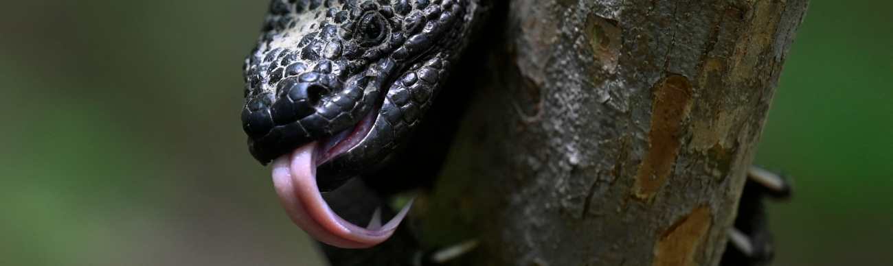 Un heloderma (Horridum harlesborgerti), un lagarto endémico en peligro de extinción es visto en el Parque Regional Municipal "Niño Dormido" en Cabañas, Zacapa. Foto Prensa Libre: AFP)