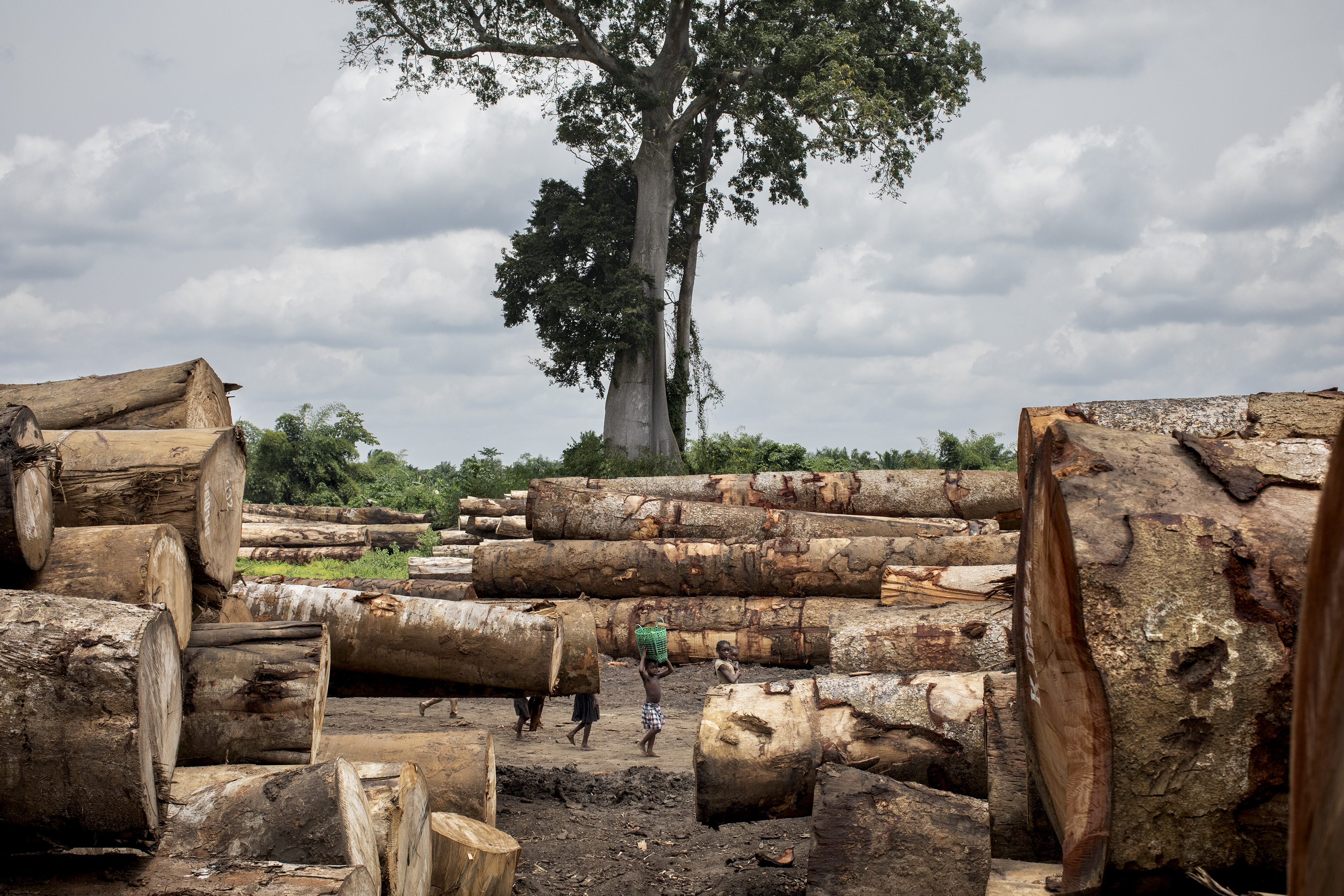 Un puerto maderero en el río Congo, en la República Democrática del Congo, donde se encuentra uno de los mayores bosques tropicales antiguos del planeta, el 18 de marzo de 2022. (Foto Prensa Libre: Ashley Gilbertson/The New York Times)