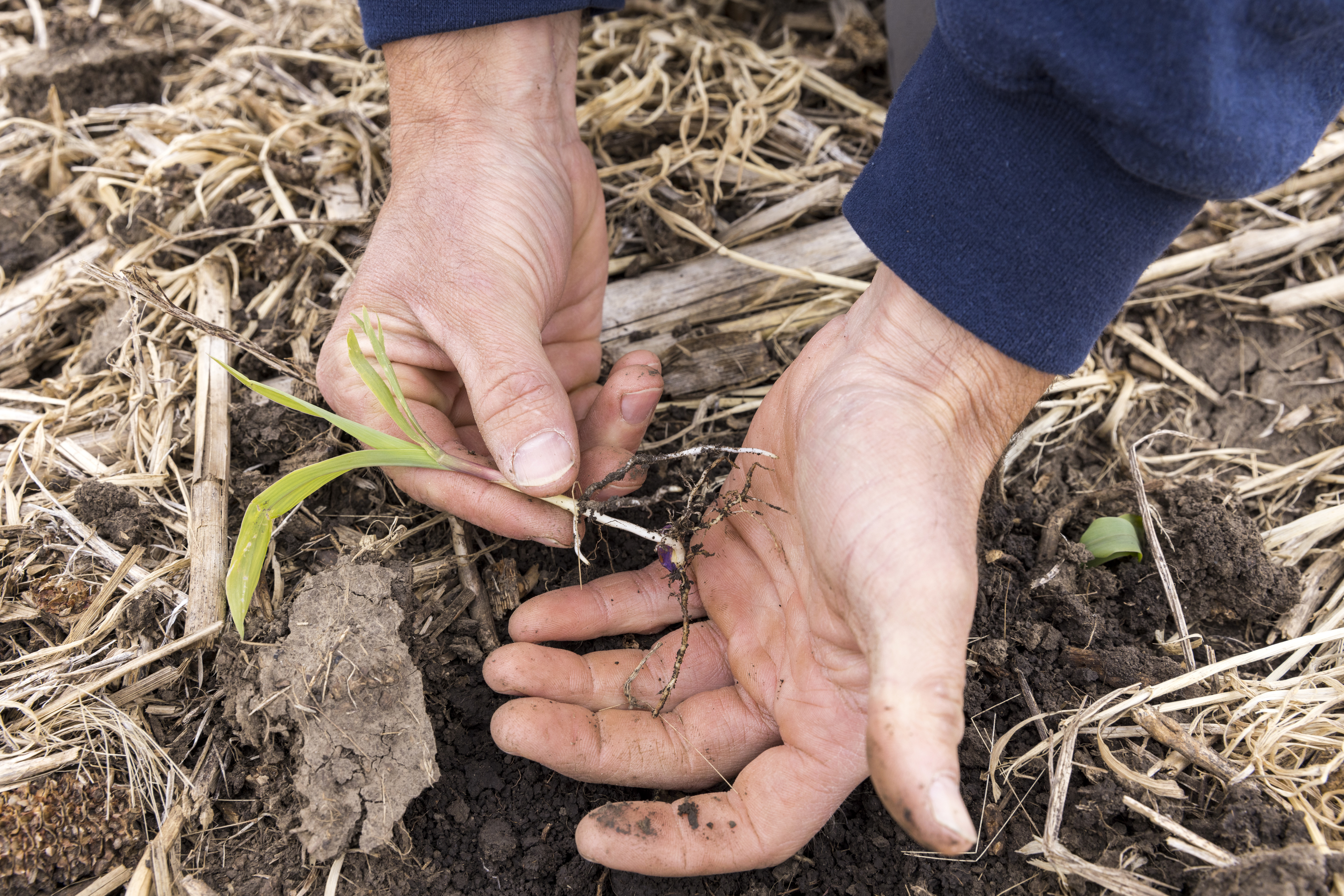 Nathan Anderson, un agricultor que practica la agricultura regenerativa, con una plántula de maíz en Aurelia, Iowa, el 4 de junio de 2022. (Foto Prensa Libre: Kathryn Gamble/The New York Times)