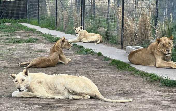 Imágenes: Leones estarían comiéndose entre sí debido al hambre en el  santuario Black Jaguar-White Tiger