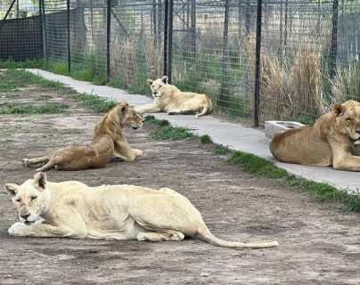 Imágenes: Leones estarían comiéndose entre sí debido al hambre en el santuario Black Jaguar-White Tiger