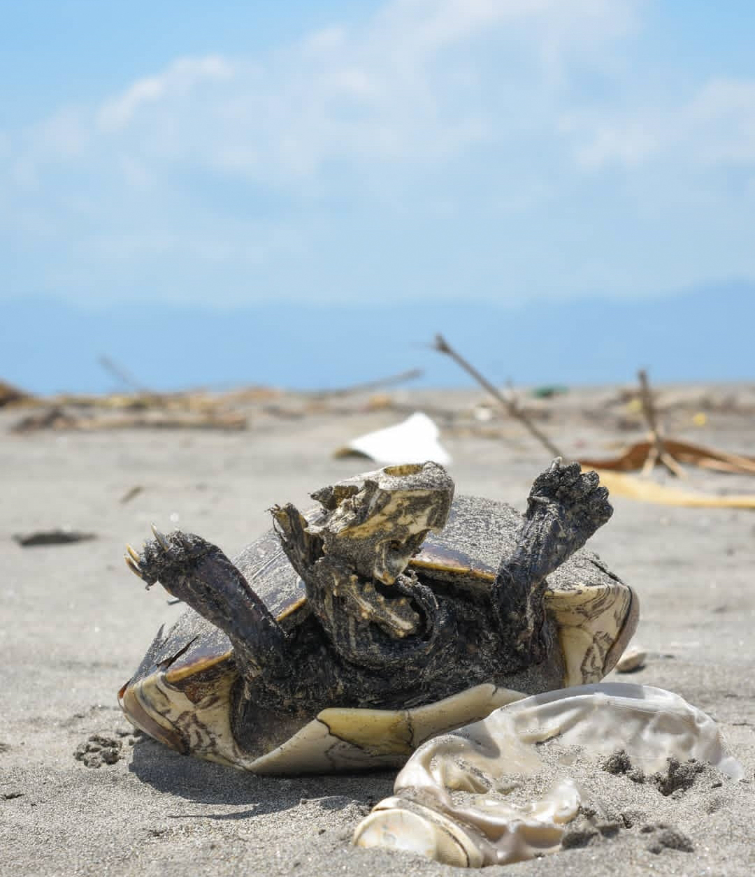 Foto de Cindy Lorenzo de una tortuga muerta