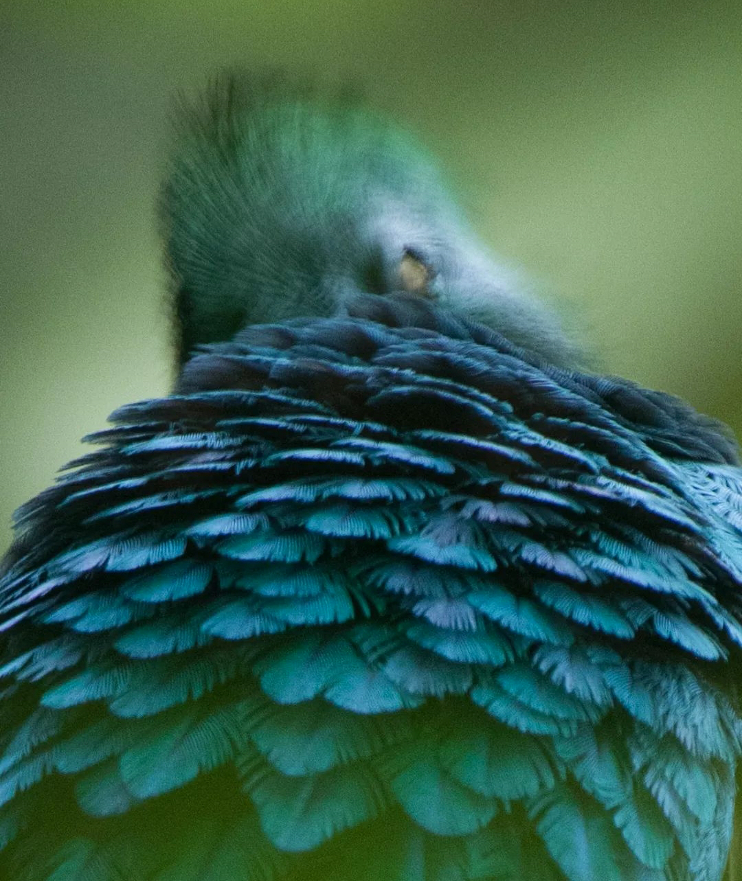 Foto de un quetzal y su plumaje hecha por Cindy Lorenzo