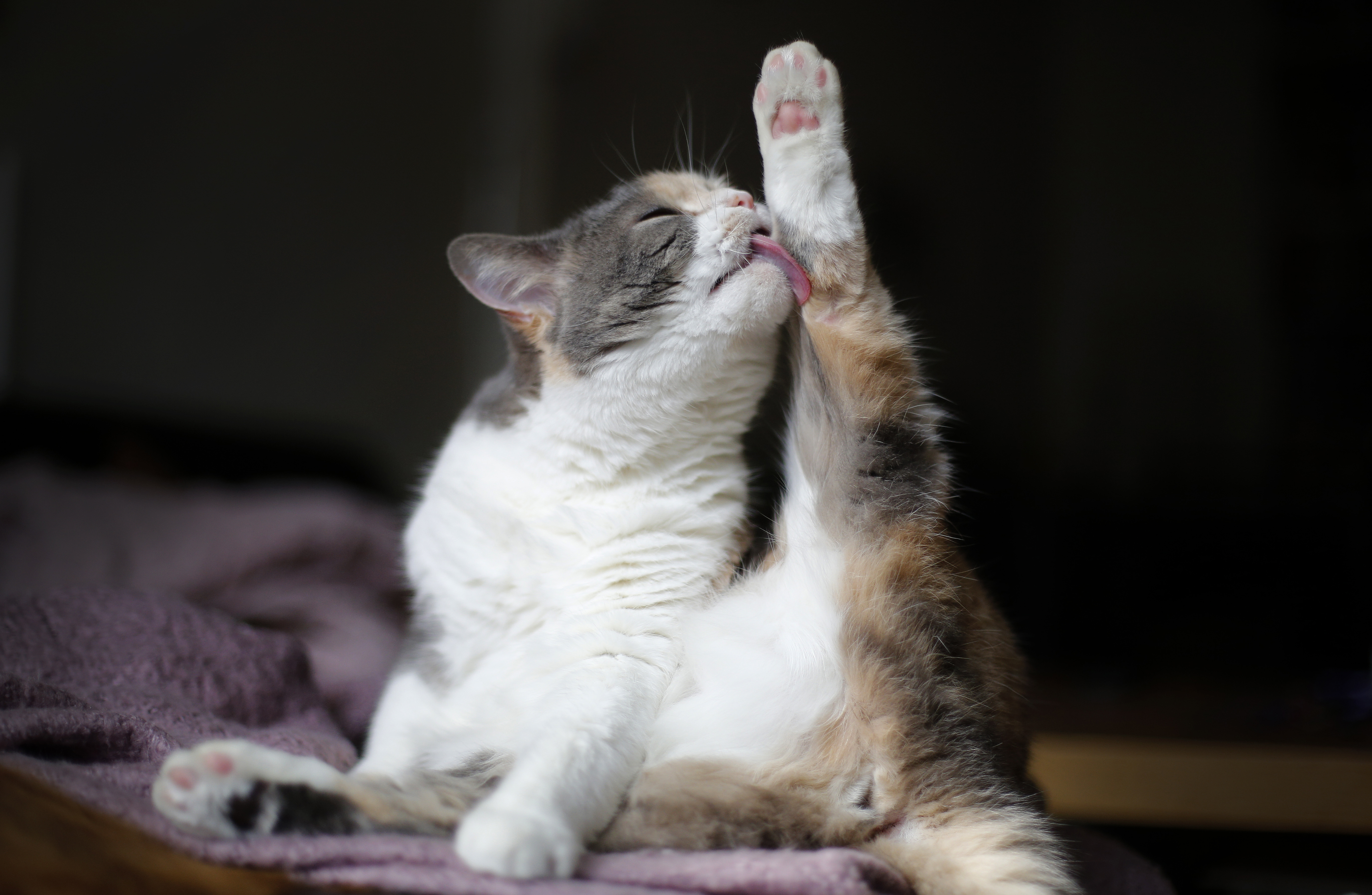 Conozca las necesidades de los gatos en la vejez