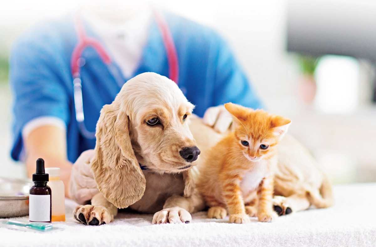 ¿Por qué es importante un veterinario?