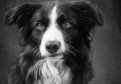 “¡Hasta siempre, Fox!”: Rinden emotivo homenaje póstumo al perro de búsqueda y rescate que murió atropellado