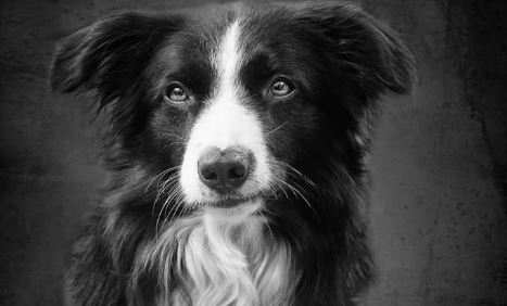 “¡Hasta siempre, Fox!”: Rinden emotivo homenaje póstumo al perro de búsqueda y rescate que murió atropellado