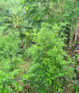 Plantación hoja de coca
