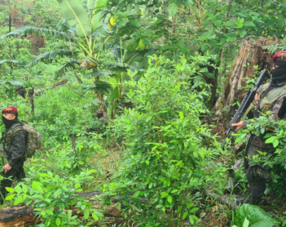 Elementos del Ejército localizan plantación de hoja de coca en Alta Verapaz y destruyen miles de matas de marihuana en Petén