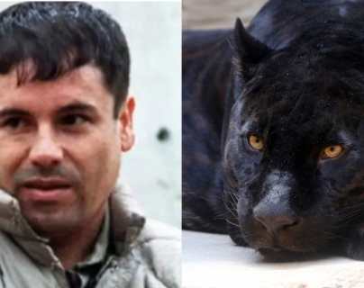 “El Chapo” Guzmán: tigres, leones, venados y otros animales exóticos que el narcotraficante tenía en su zoológico privado