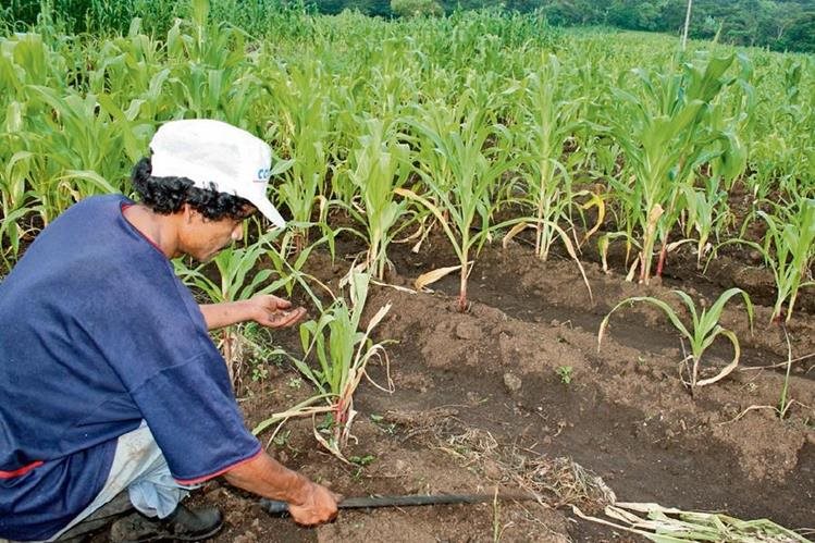En el país existen miles de productores agrícolas de subsistencia o autoconsumo. (Foto, Prensa Libre: Hemeroteca PL).