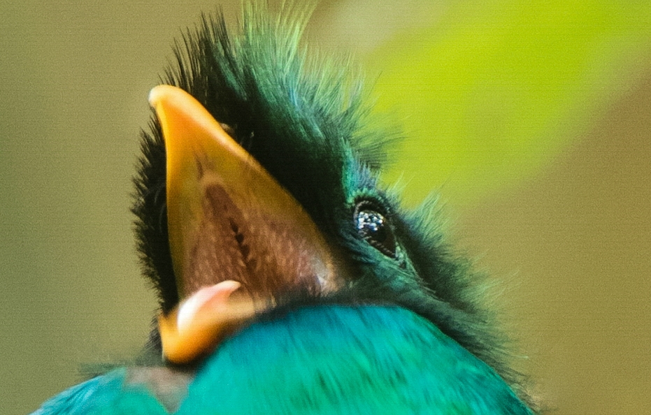 Fotografía de Cindy Lorenzo de un quetzal