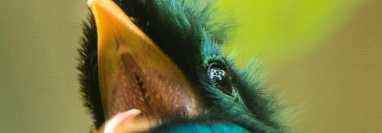 Fotografía de Cindy Lorenzo de un quetzal