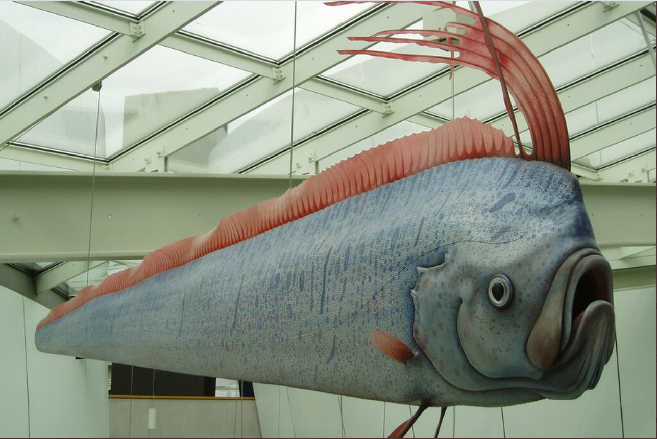 ¿El pez remo anuncia terremotos? Una antigua creencia japonesa