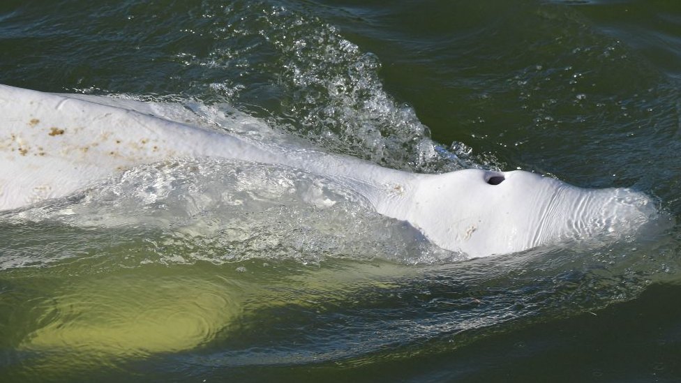 La dura batalla por salvar a una ballena beluga extraviada y hambrienta en el río Sena