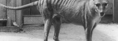 El último tigre de Tasmania murió en el zoo de Hobart en 1936.
GETTY IMAGES
