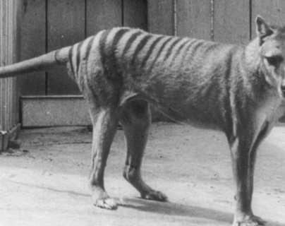 El millonario (y polémico) plan para revivir al tigre de Tasmania, extinguido hace 86 años