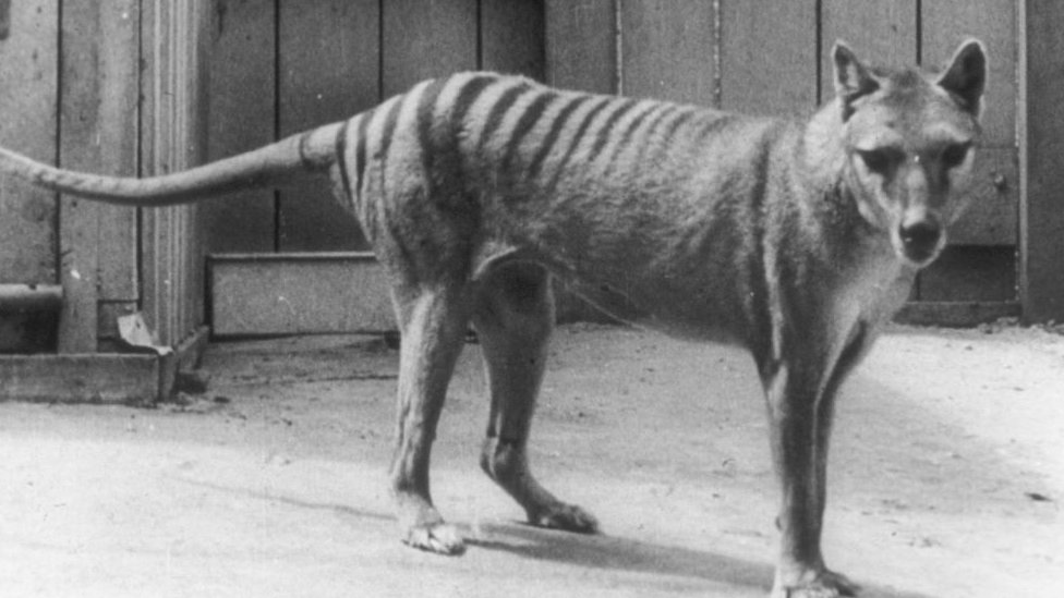 El millonario (y polémico) plan para revivir al tigre de Tasmania, extinguido hace 86 años